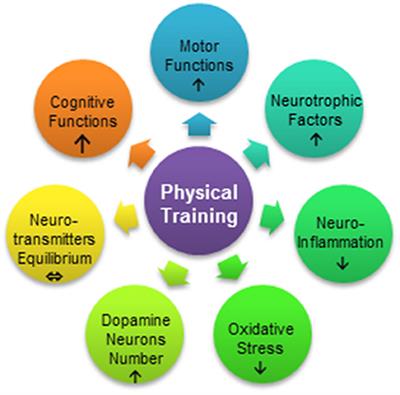 Exercise-Induced Neuroprotection and Recovery of Motor Function in Animal Models of Parkinson's Disease